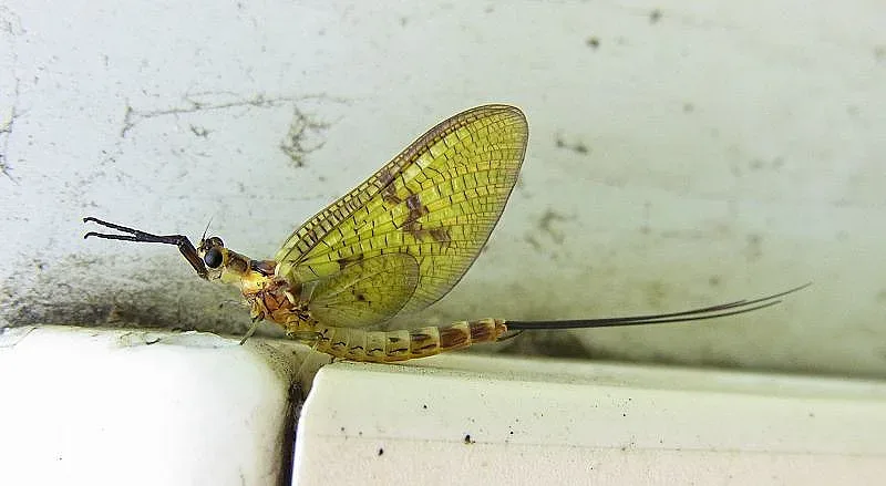 Това необичайно насекомо шашна учените