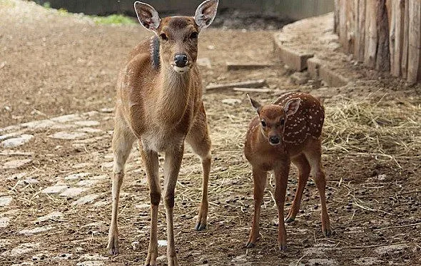 Роди се петнисто виетнамско еленче в Софийския зоопарк