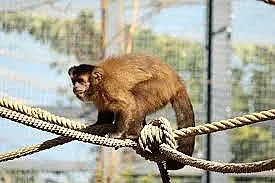 Маймуна с човешко лице стана хит в социалната мрежа