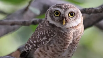 Кукумявка живее на коледно дърво, оказа се в Ню Йорк