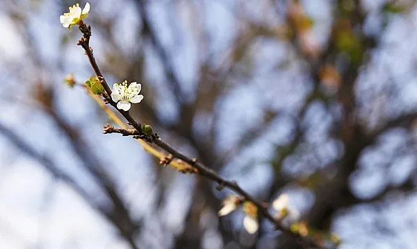 Дръвчетата цъфнаха. Лоша поличба