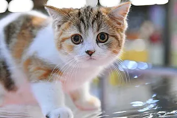 Зоолог обяви най-големия страх на котките