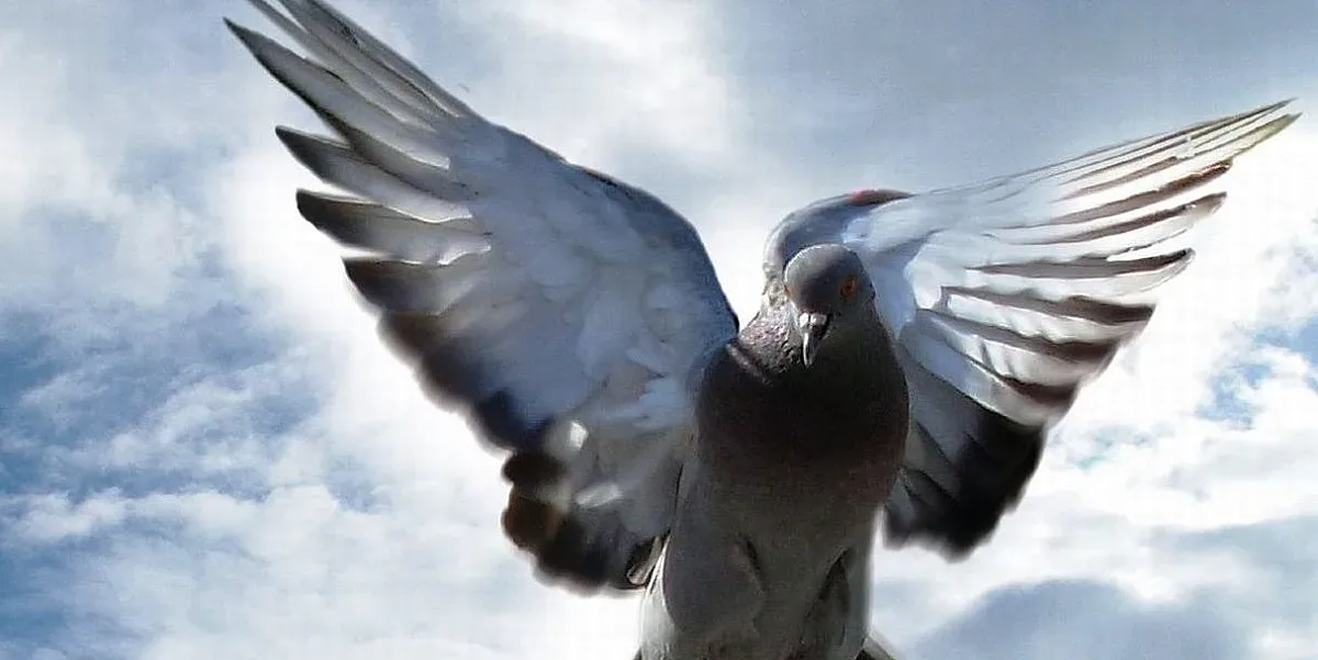 Колко струва състезателен гълъб? Няма да познаете