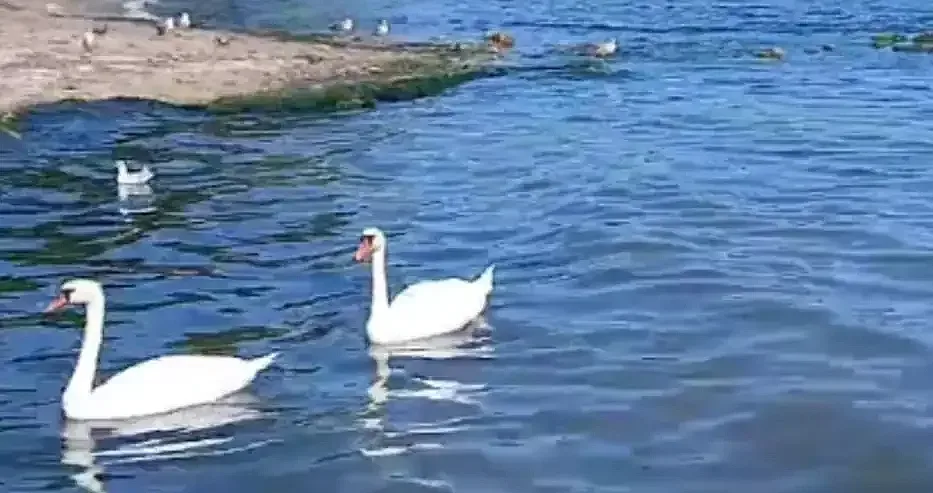 Чудо! Кой пристигна на нашето море