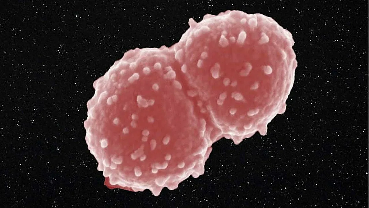 Бактерия оцеляла една година в космоса