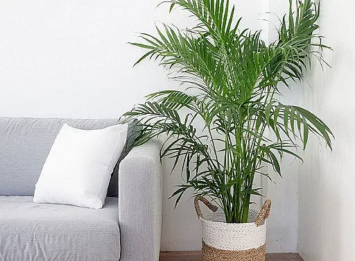 Тези стайни растения пречистват въздуха