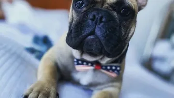 Френски булдог избран за кмет на малко градче