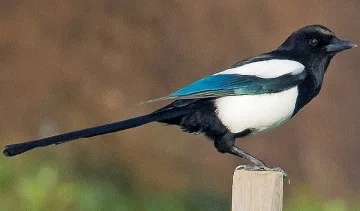 Научиха свраки да рециклират