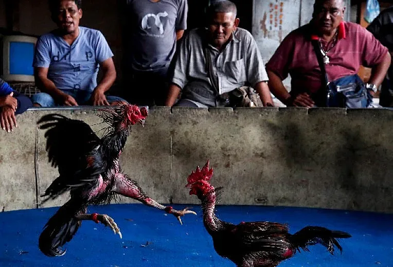 Боен петел уби полицай