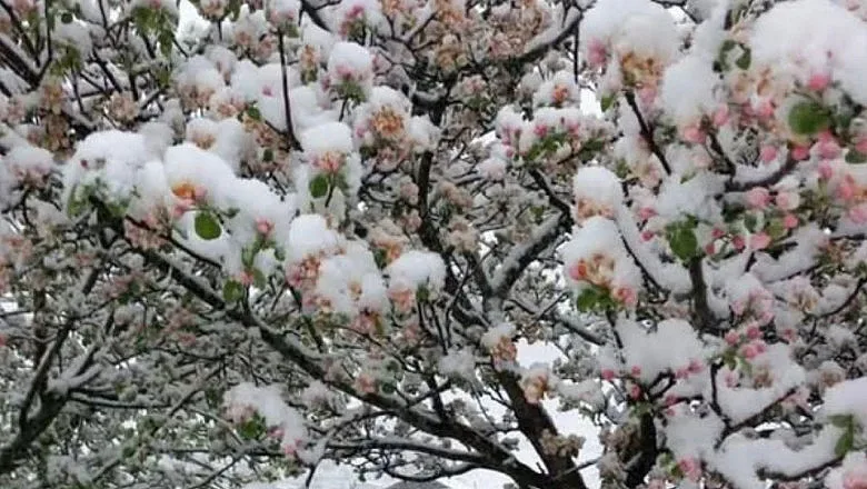 Кило череши  колкото рибай стек