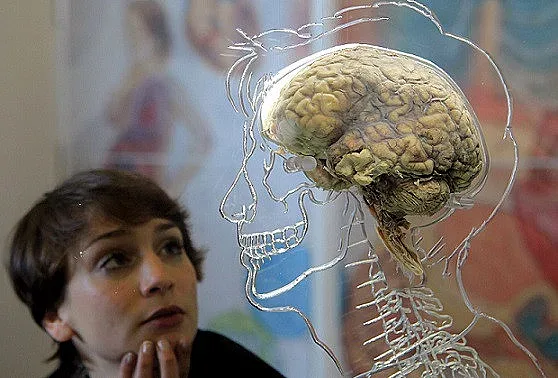 Кога човешкият мозък достига своя пик