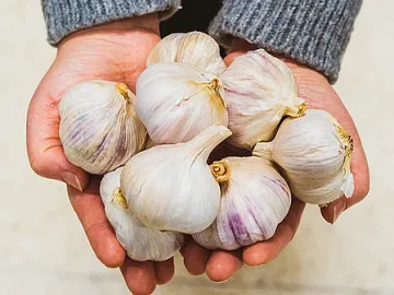 Кой чесън е полезен за здравето