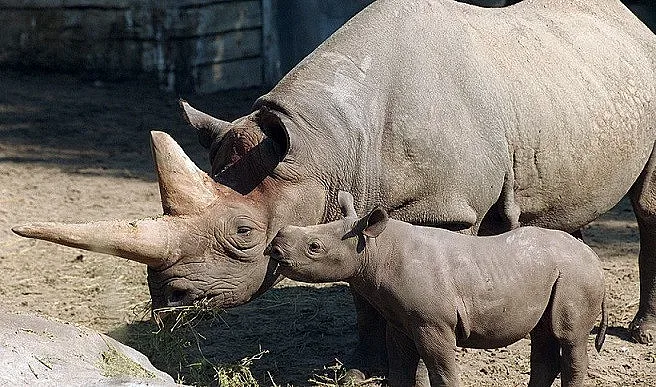 Почина най-възрастният черен носорог в света