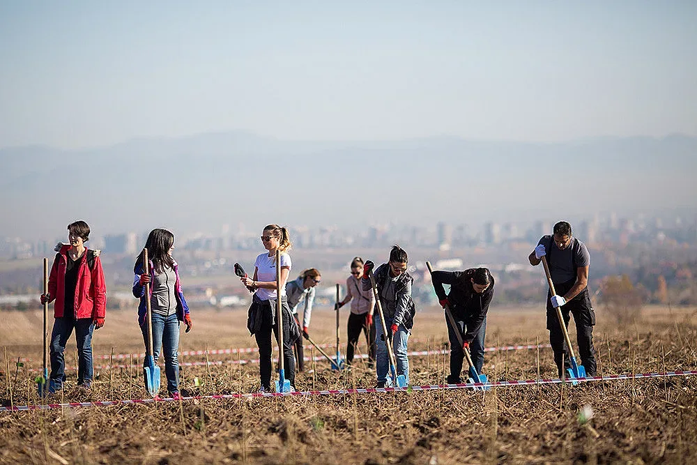 21 500 дръвчета засаждат в Новата гора на София