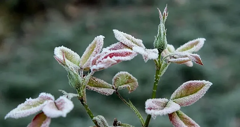 Времето: Студена утрин, последвана от затопляне