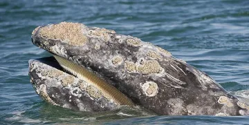 Как кит превърна рибар в милионер