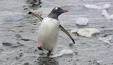 На колко е най-възрастният Пингвин в света