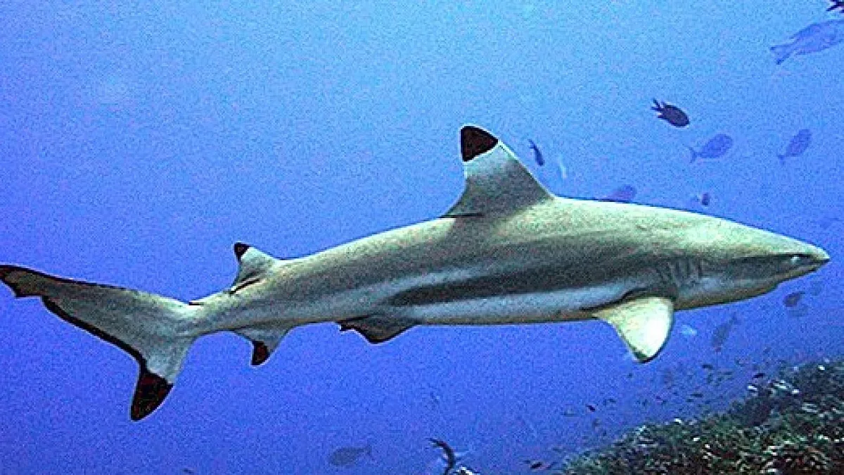 Ужас в морето: Акула захапа крака на плувец