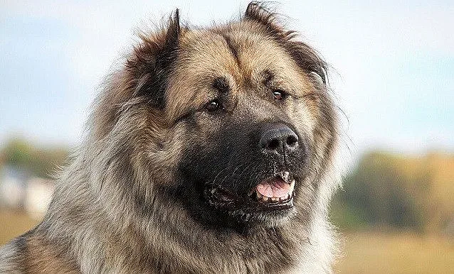 Кои са най-добрите кучета пазачи