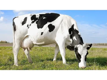 Крава броди из магистрала,  патрулка я пази