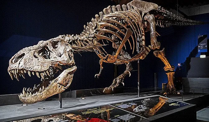 Скелет на Тиранозавър се продаде за $31,8 млн