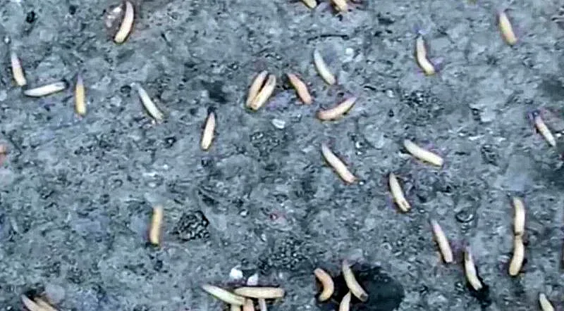 Червеи нападнаха цял квартал