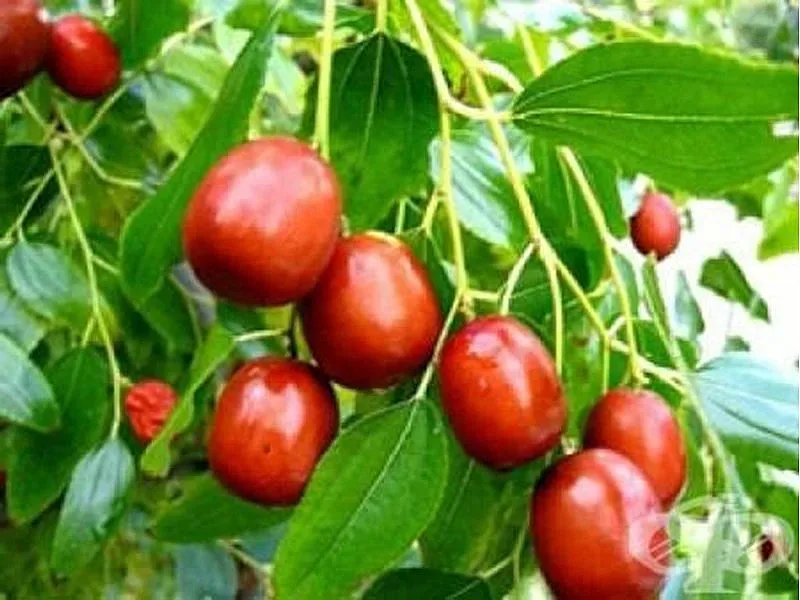 Кое растение убива раковите клетки