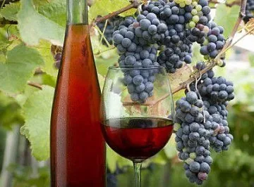 Сушата изяде 40 % от гроздето