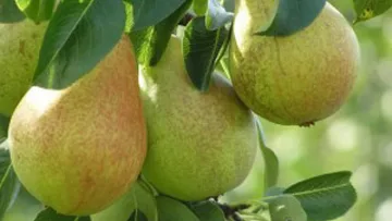 Пет причини да ядем по-често круши