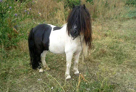 Защо умират понитата на Елизабет II