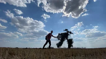 Дъб край магистрала стана сензация