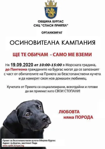 Искате куче? Елате на Пантеона в Бургас