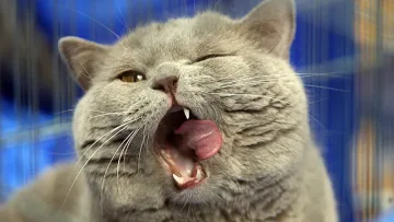 Котката променя живота ви. Как – говори цветът й