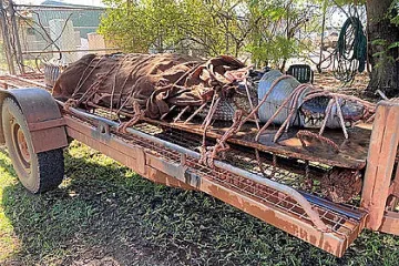 Хванаха крокодил колкото автомобил