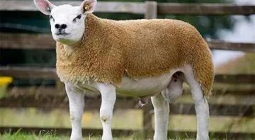 Ето го най-скъпият овен в света