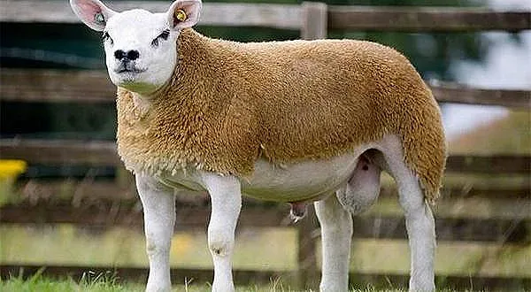 Ето го най-скъпият овен в света