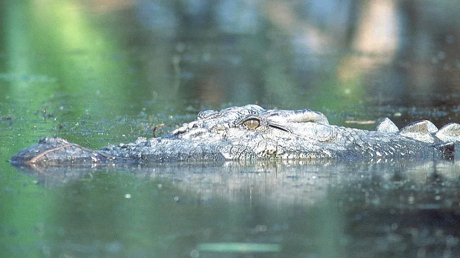 Крокодил заплашва река в Германия