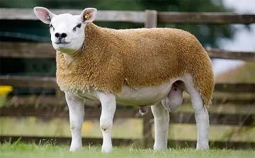 Рекорд! Продадоха овен за 500 000 долара