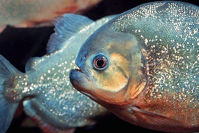 Най-старата пираня в света стана на 33