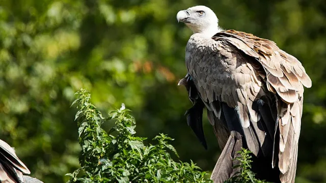 Убиха 7 защитени лешояди край Котел по ужасяващ начин