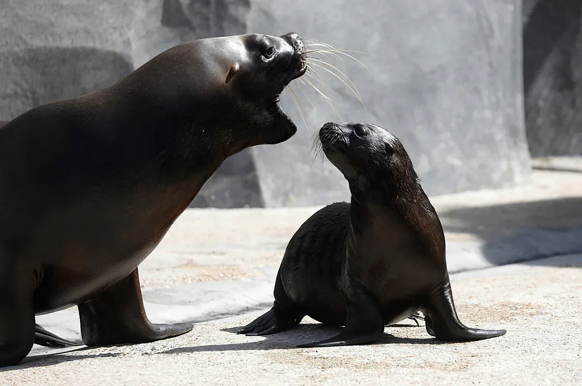 Парижкият зоопарк се радва на рядък бебешки бум