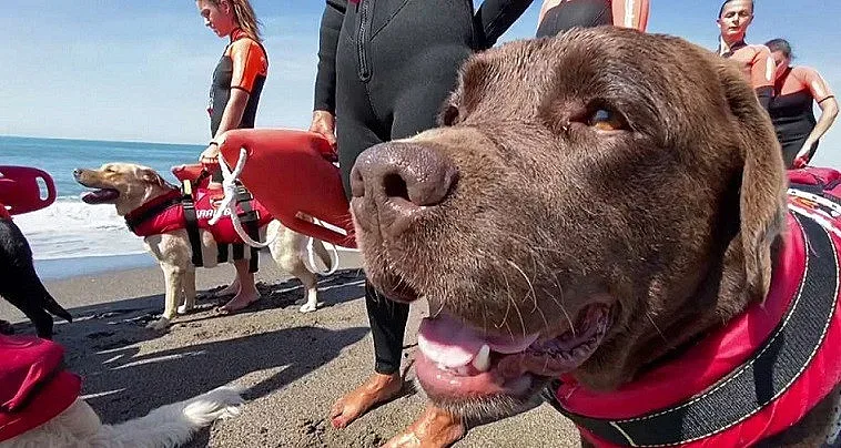Кучета са спасителите на плажа в Италия