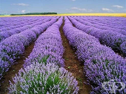 Родният аромат, който подлуди света