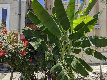 Банани зреят на  палма в центъра на Варна