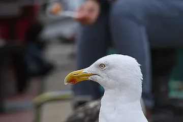 Чайка каца 15 г. на рибарска лодка