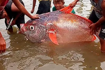 Земетресение изхвърли риба колкото човек