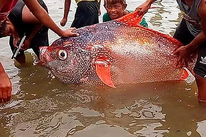 Земетресение изхвърли риба колкото човек