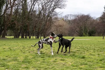 Grand Pets – първият бутиков хотел за домашни любимци в района на Банско и село Баня