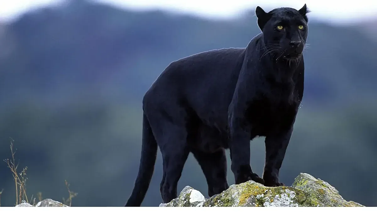 Нов капан за черната пантера! Струва луди пари