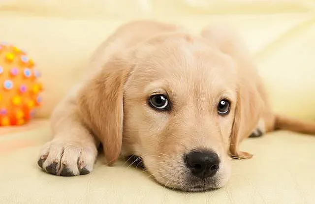 Къде домашните кучета стават месо в кръчмите